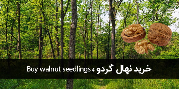 نهال گردو -Buy walnut seedlings-min.jpg